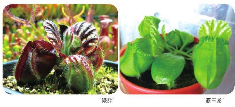 土瓶草怎么温室盆栽生产的5个方法