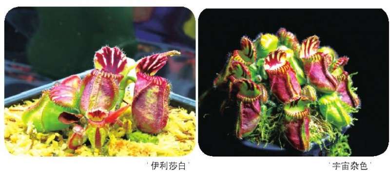 土瓶草怎么温室盆栽生产的5个方法