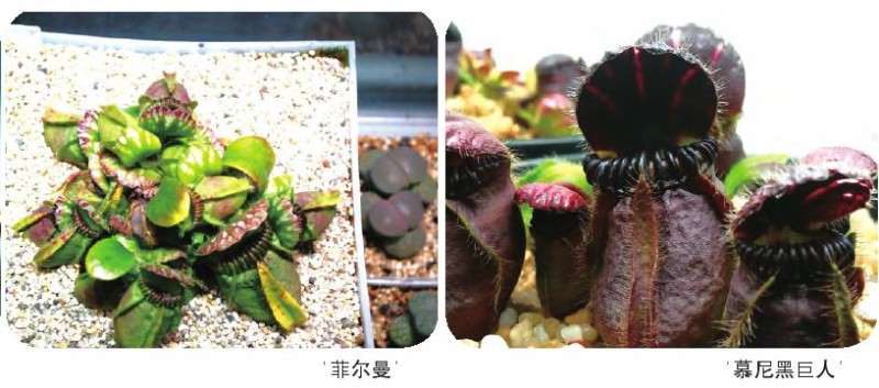 土瓶草病虫害怎么防治的5个方法