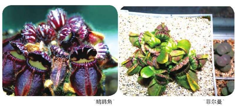土瓶草病虫害怎么防治的5个方法