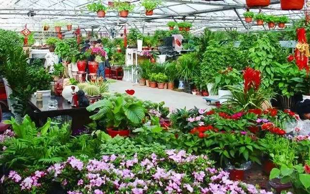 芳村花卉圈 绿植花卉人的线上交流社区