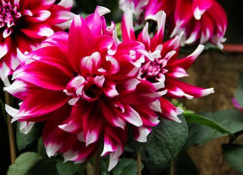 芳村花卉圈 绿植花卉人的线上交流社区