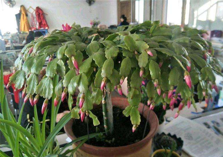 蟹爪兰怎么嫁接繁育的4个方法