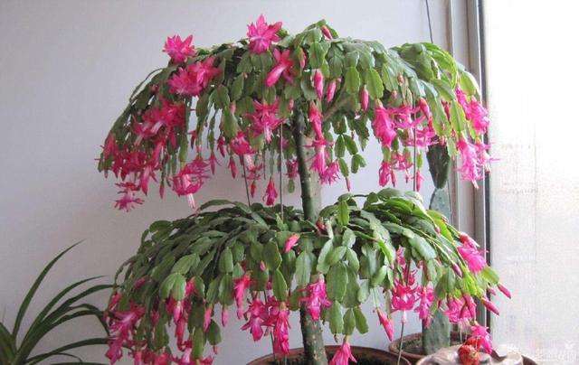 蟹爪兰怎么栽培管理的5个方法