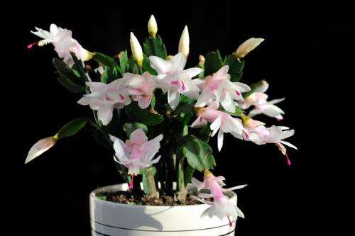 蟹爪兰怎么病虫害防治的3个方法