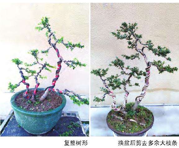一本多干龟甲冬青盆景创作与养护