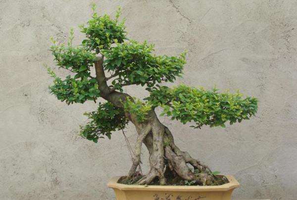 一本多干龟甲冬青盆景创作与养护