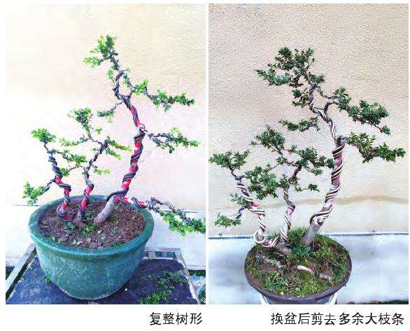 一本多干龟甲冬青盆景怎么病虫害防治