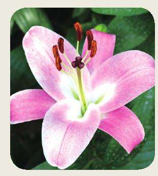 云南农科院3个新品种获授权花卉