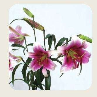 云南农科院3个新品种获授权花卉