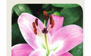 云南农科院3个新品种获授权花卉