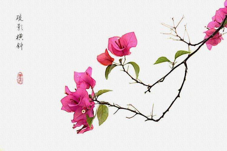 云南君开公司用创新理念发展三角梅产业