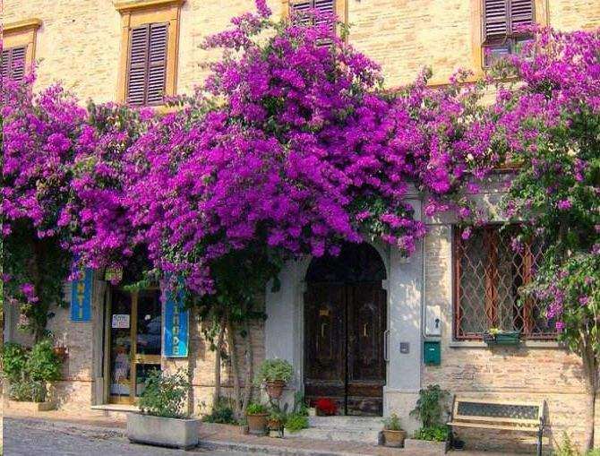 云南君开公司用创新理念发展三角梅产业