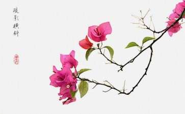 云南君开公司用创新理念发展三角梅产业