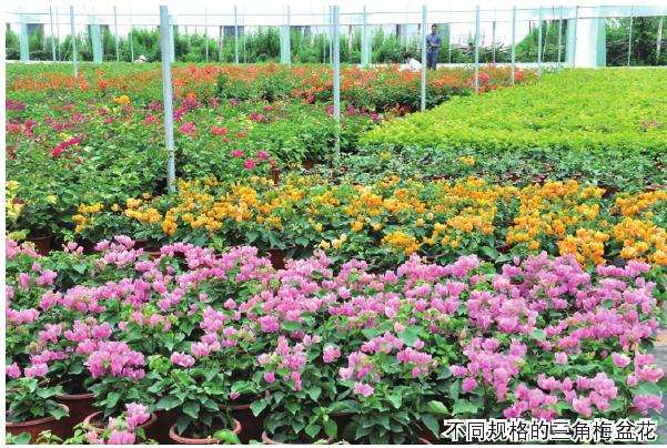 广西公司怎么提高知名度打造三角梅品牌