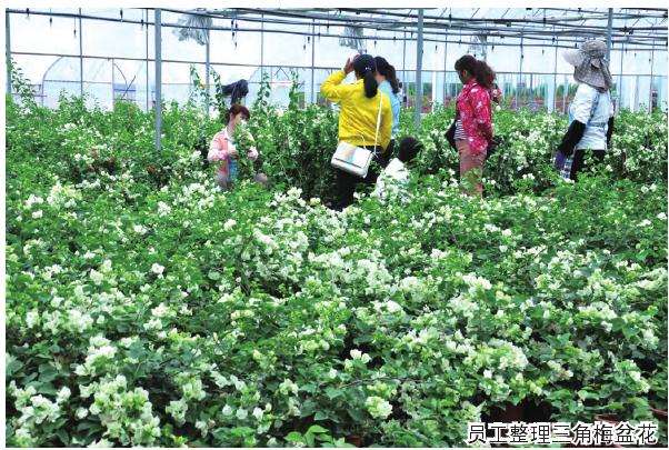 广西公司怎么提高知名度打造三角梅品牌