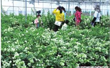 广西公司怎么提高知名度打造三角梅品牌