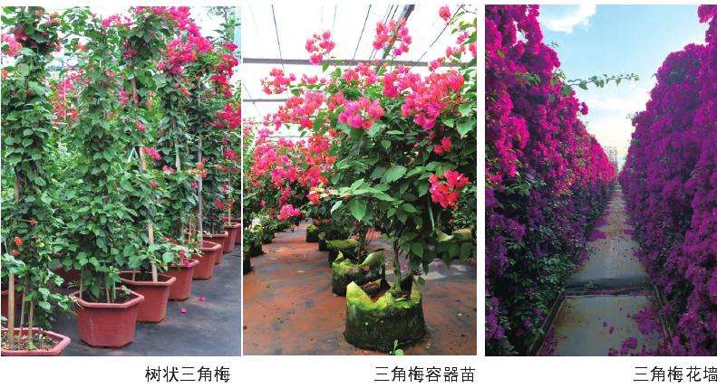 广西公司怎么提高知名度打造三角梅品牌