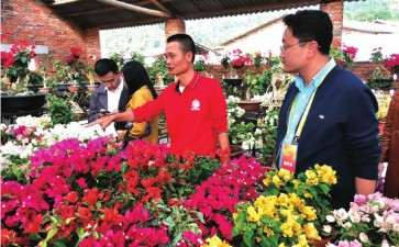 为什么合作社看好三角梅行业前景