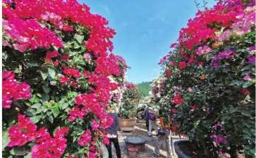 三角梅专业合作社怎么以产品引领市场