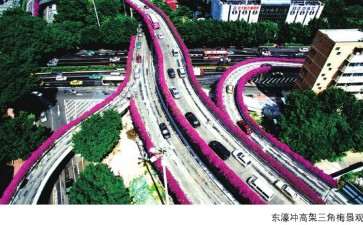 广州三角梅营造城市空中花廊