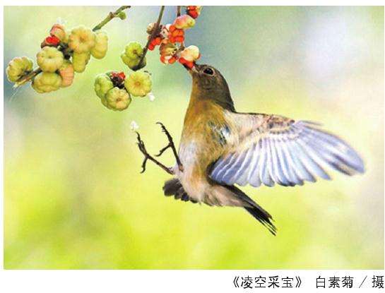 我和花卉的故事征文获奖作品名单