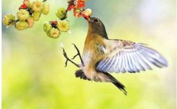 2019 我和花卉的故事征文获奖作品名单