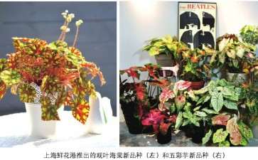 2019年11月 上海鲜花就开始走货