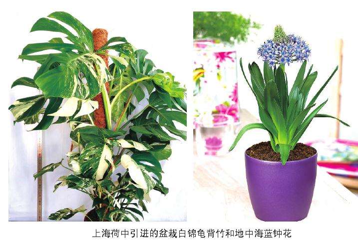 2019年青州产宝莲灯每盆售价100元