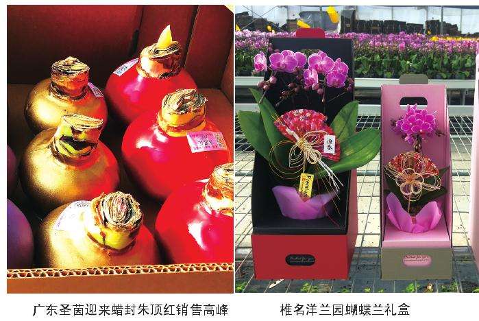2019年青州产宝莲灯每盆售价100元
