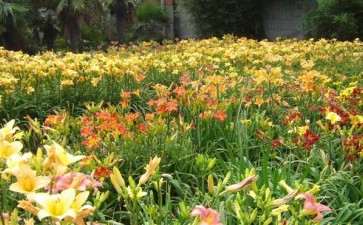 我国萱草新品种选育成果丰硕