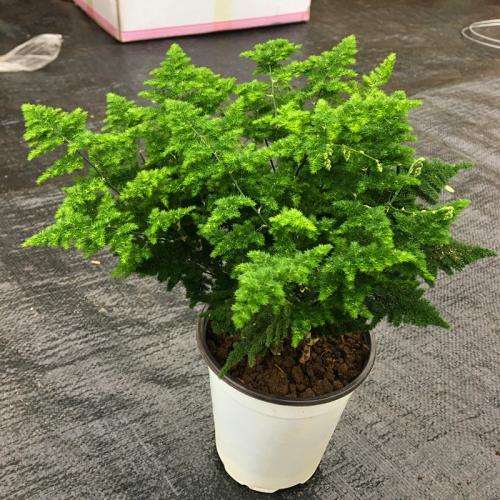 2019年11月上海盆花市场行情 比较平淡