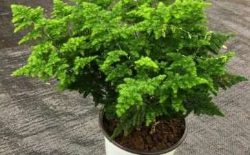 2019年11月上海盆花市场行情 比较平淡