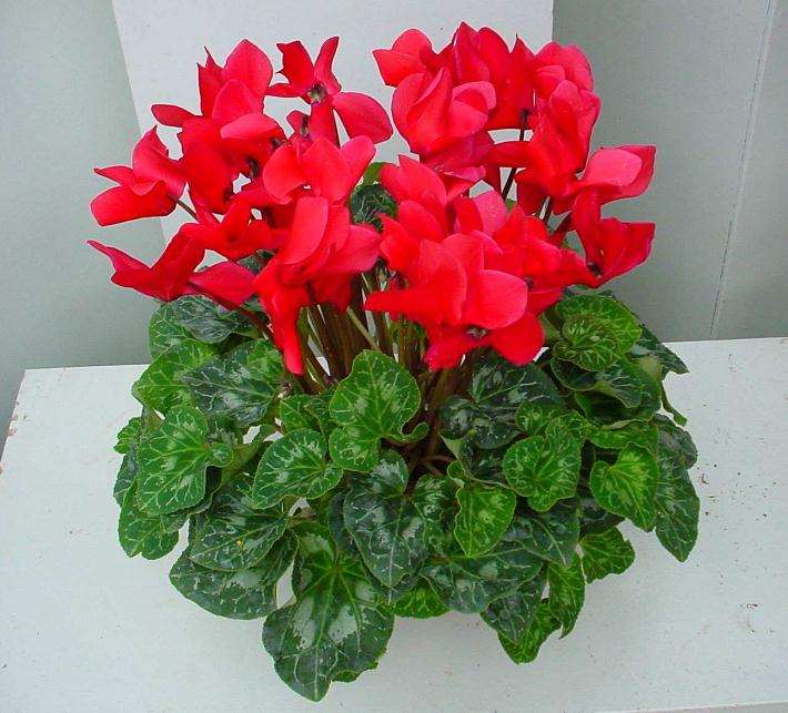 2019年11月青州盆花量价温和上涨