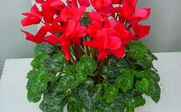 2019年11月青州盆花量价温和上涨