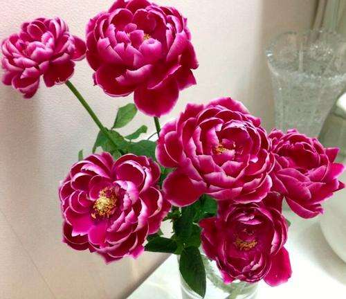 2019年12月上海切花市场行情