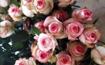 2019年12月成都鲜切花销量 有所下降