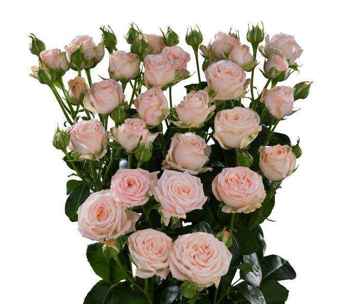 2019年12月沈阳花卉市场销售低谷