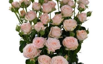 2019年12月沈阳花卉市场销售低谷