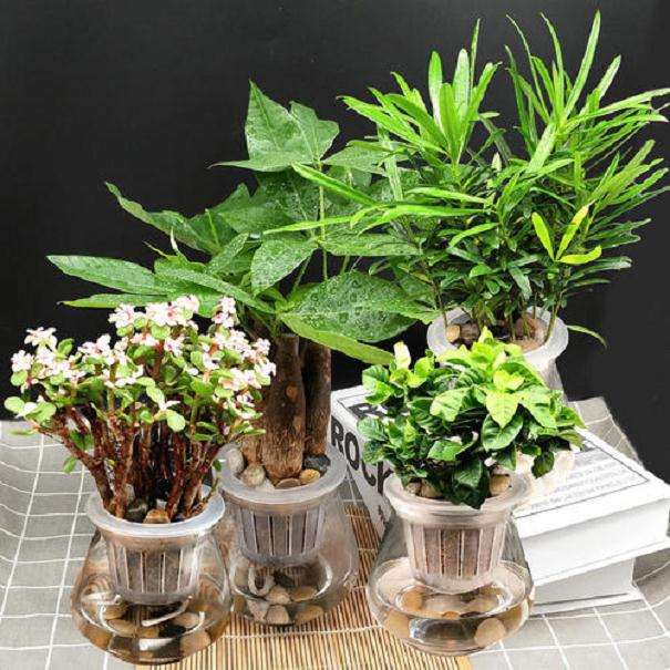 2020广东陈村花卉旅游文化活动月启动