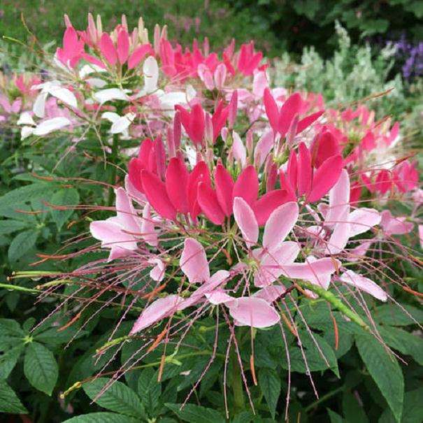 2020广东陈村花卉旅游文化活动月启动