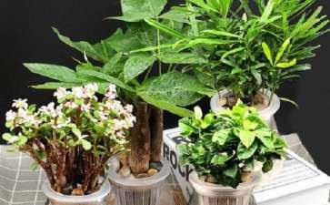 2020广东陈村花卉旅游文化活动月启动