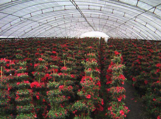 2030家庭园艺产业发展历程与现状