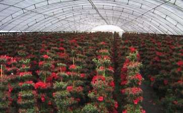 2020家庭花卉产业发展历程与现状