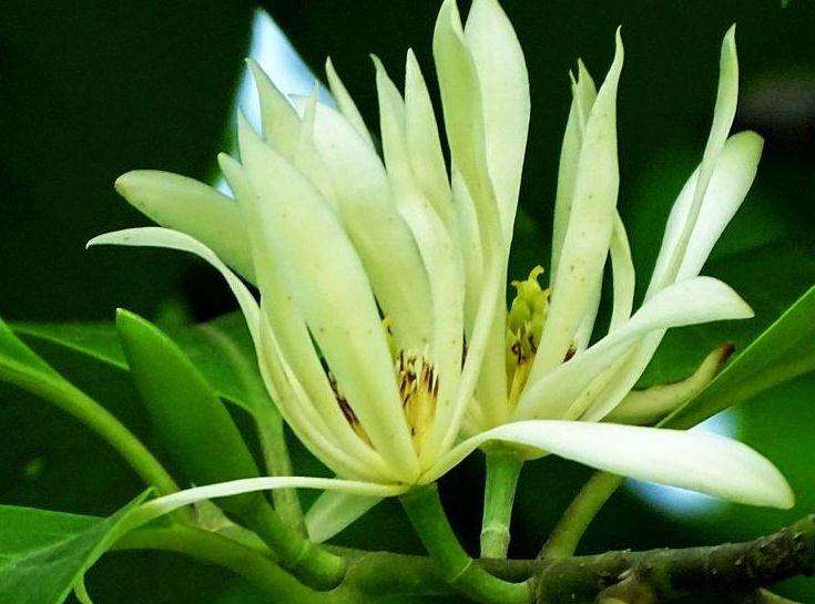 白兰花怎么栽培管理的5个方法