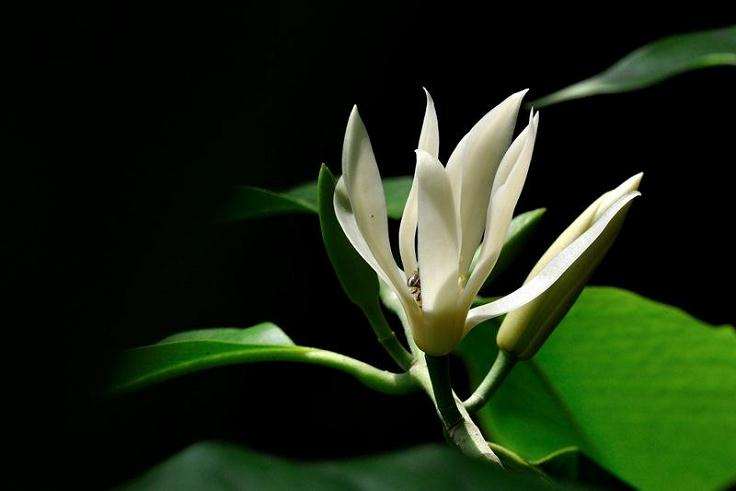 白兰花怎么病虫害防治的3个方法
