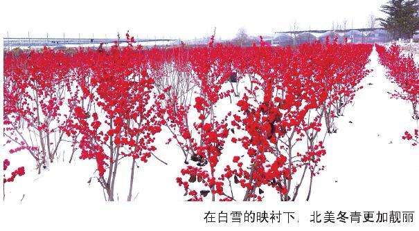 北美冬青跻身威海年宵花卉新宠