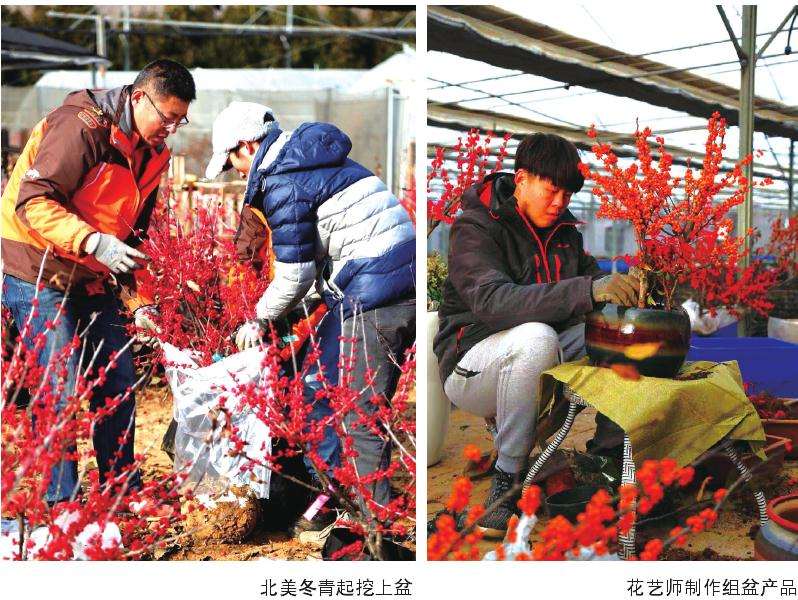怎么用好的北美冬青打入年宵市场