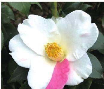 2020年茶花新品种登录