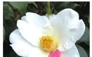 2020年茶花新品种登录